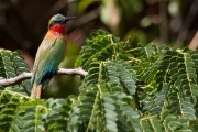 Carmine bee-eater : 2014 Uganda