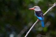 Grey-headed kingfisher