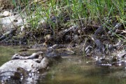 A family of baby crocodiles