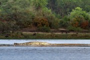 Crock with baboons on the banks : 2014 Uganda