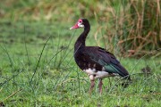 Spur-winged goose