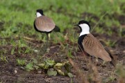 Spur-winged plover : 2014 Uganda