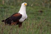 Fish eagle