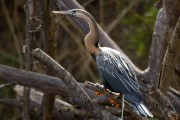 African darter : 2014 Uganda