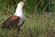 Fish eagle : 2014 Uganda