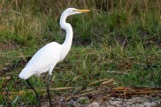 Great egret : 2014 Uganda