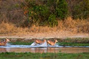 Waterbucks : 2014 Uganda