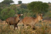 Waterbucks : 2014 Uganda