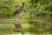 Open-billed stork : 2014 Uganda