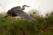 Goliath heron : 2014 Uganda