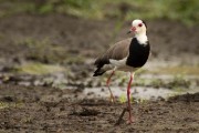 Long-toed plover : 2014 Uganda