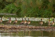 White-faced whistling ducks : 2014 Uganda