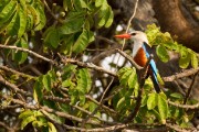 Grey-headed kingfisher