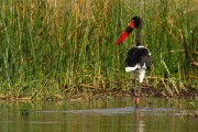 Saddle-billed stork