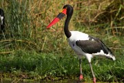 Saddle-billed stork : 2014 Uganda