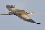 Goliath heron in flight : 2014 Uganda