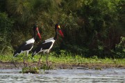 A pair of saddle-billed stork