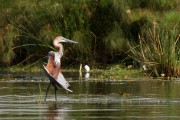 Goliath heron warming up : 2014 Uganda