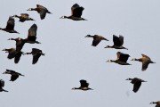 White-faced whistling ducks : 2014 Uganda