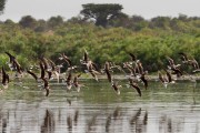 African skimmers : 2014 Uganda