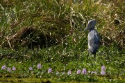 Shoebill : 2014 Uganda