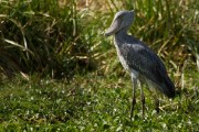 Shoebill : 2014 Uganda