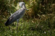 Shoebill : 2014 Uganda