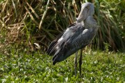 Shoebill : 2014 Uganda