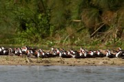 African skimmers : 2014 Uganda