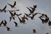 African skimmers : 2014 Uganda