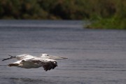 Pelican : 2014 Uganda