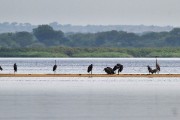 Herons : 2014 Uganda