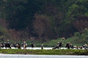 Grey crowned crane : 2014 Uganda