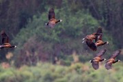 White-faced whistling ducks : 2014 Uganda