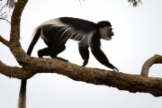 Black and white colobus monkey