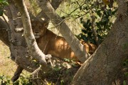 Famous tree climbing lion