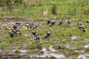 Grey crowned crane