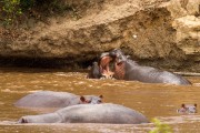 Hippos