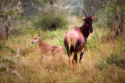 Topi and baby