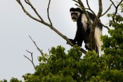 Black and white colobus monkey