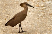 Hamerkop