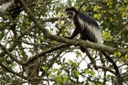 Black and white colobus monkey