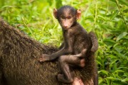 Baby baboon