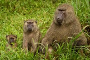 Baboon family