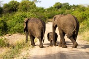 Elephants crossing the road