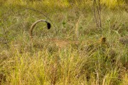 Lion in the bush