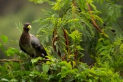 Grey plantain-eater