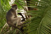 Red colobus monkey : 2014 Uganda