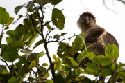 Red colobus monkey