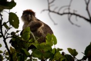 Red colobus monkey